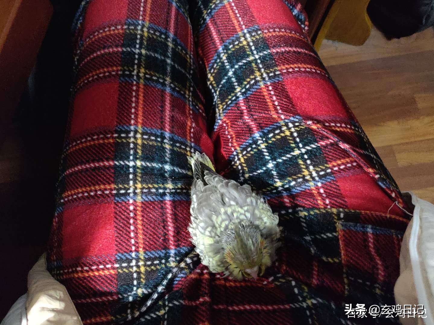 疫情期间家养的鹦鹉怎么办,疫情期间鹦鹉螺