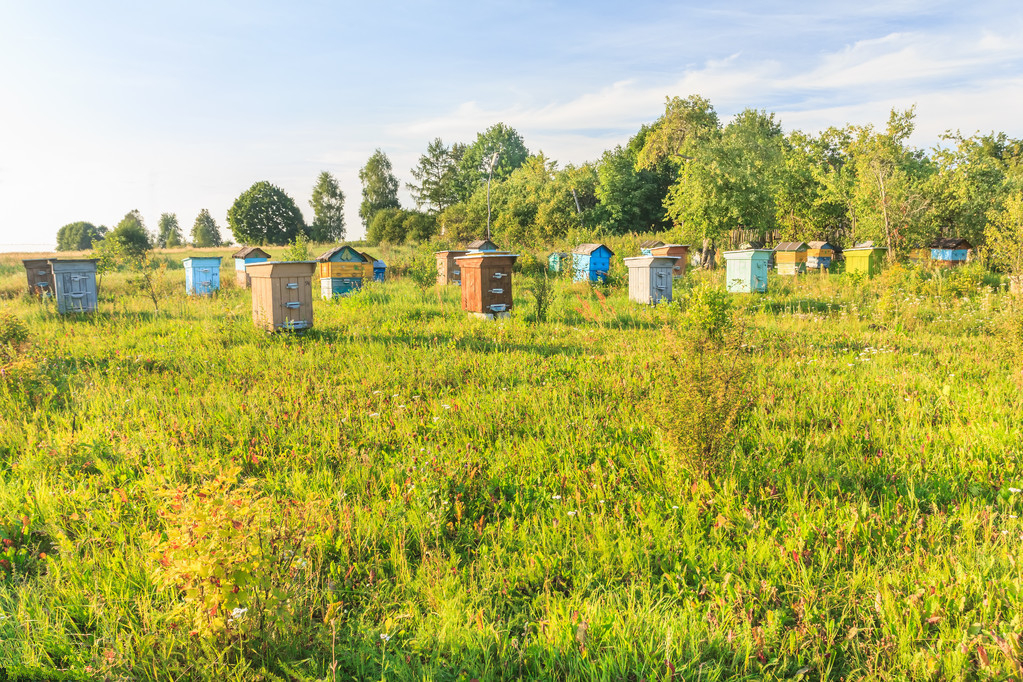 养蜂技术大全怎样养殖蜜蜂,蜜蜂养殖技术养蜂常识