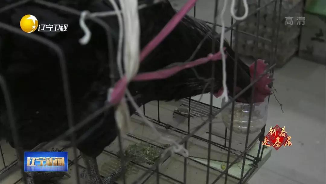 新春走基层逛大集买年货,新春走基层河北年货大集年味儿浓