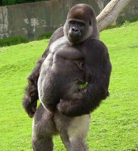 猩猩为什么战胜人类,人类与猩猩的祖先是一样的吗