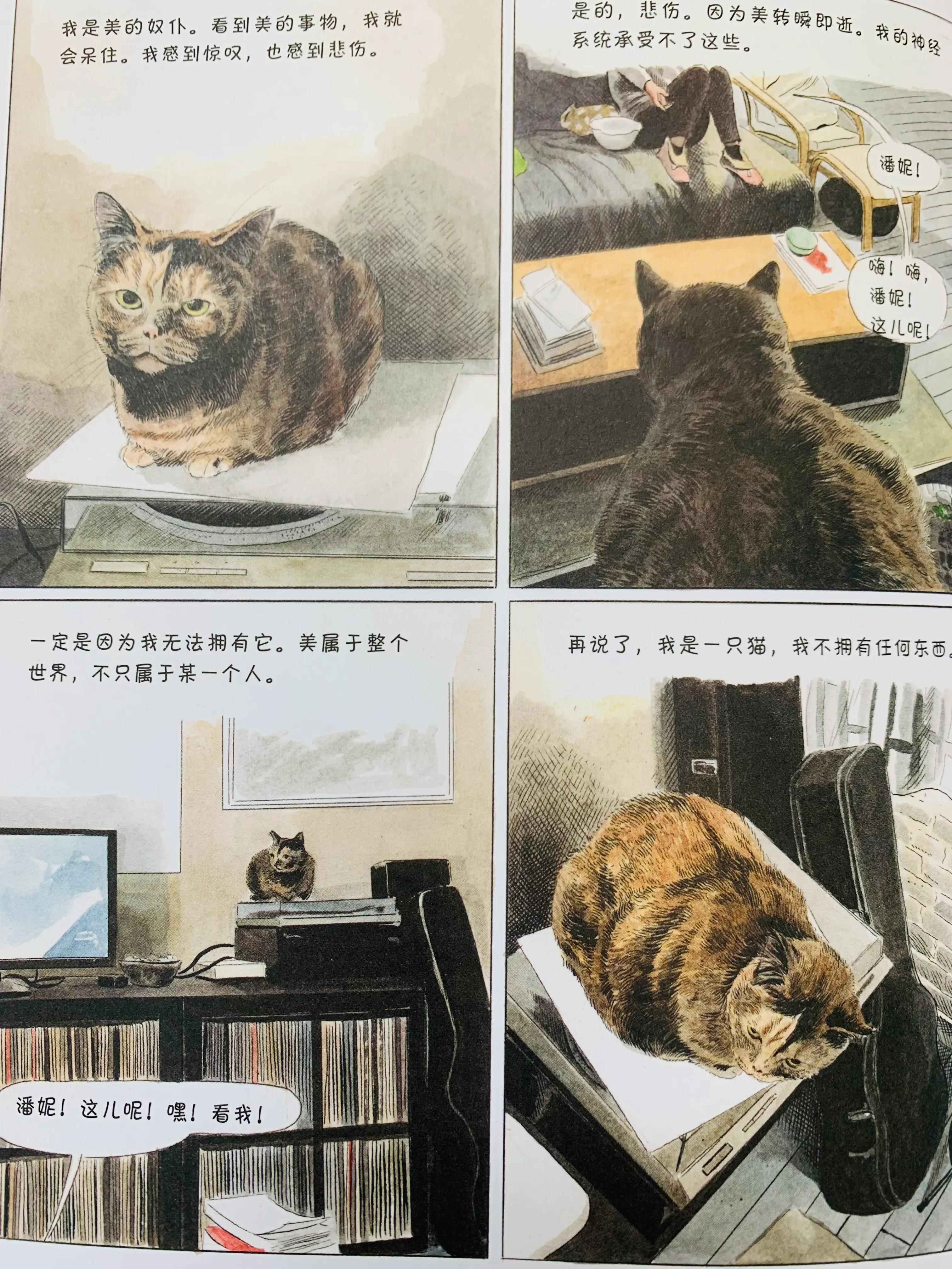 一个关于猫的搞笑漫画,猫咪治愈可爱漫画