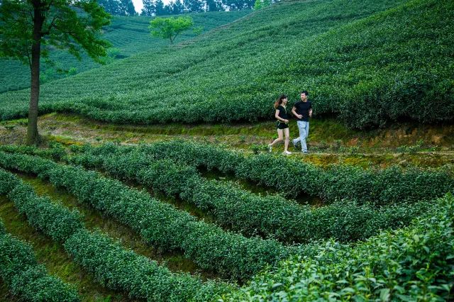 ¥599/套起!栖息30只孔雀!竹海环绕避世酒店竟全部用竹子造