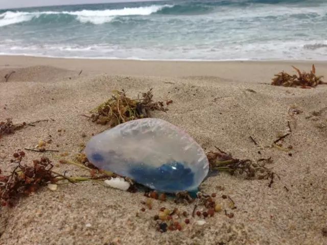 为什么不能在泰国酒吧二楼摇铃铛,去泰国旅游为啥不能去酒吧二楼