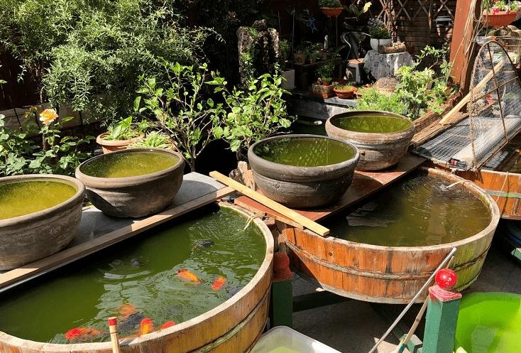 金鱼一般养几条对风水好,金鱼怎么养才正确