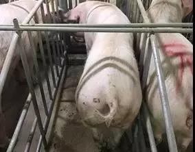 断奶母猪不发情最有效治疗方案,断奶母猪不吃食是什么原因