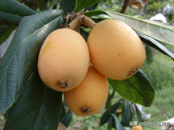 最好吃的枇杷品种,枇杷品种哪种最好