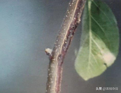 苹果干腐病怎样治疗,苹果干腐病怎么治疗