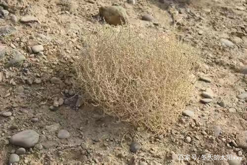 牛肉面的蓬灰是什么做的,兰州牛肉面蓬灰