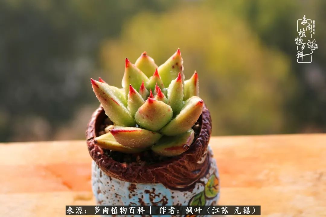 多肉与生命感悟,多肉时光