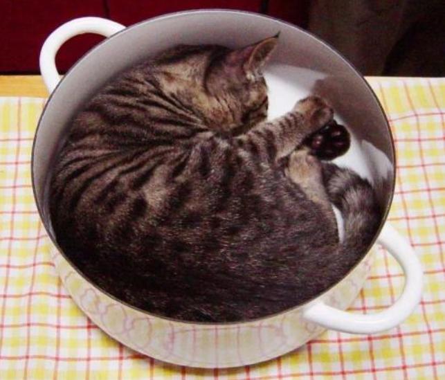 猫咪清凉一夏剃毛视频,夏季猫咪养护方法有哪些