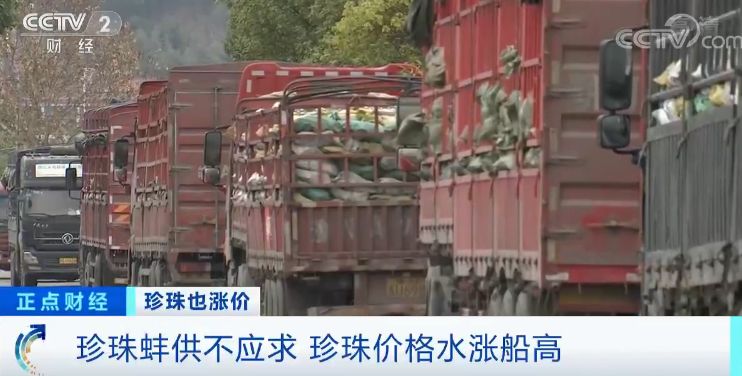 珍珠价格连续三年上涨视频,珍珠价格上涨的原因视频