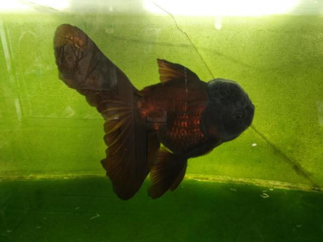 观赏鱼疾病治疗大全,观赏鱼常见的病状及治疗方法