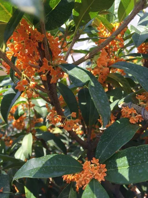 家里种哪些树招财又旺宅,院子什么树最旺财又旺家