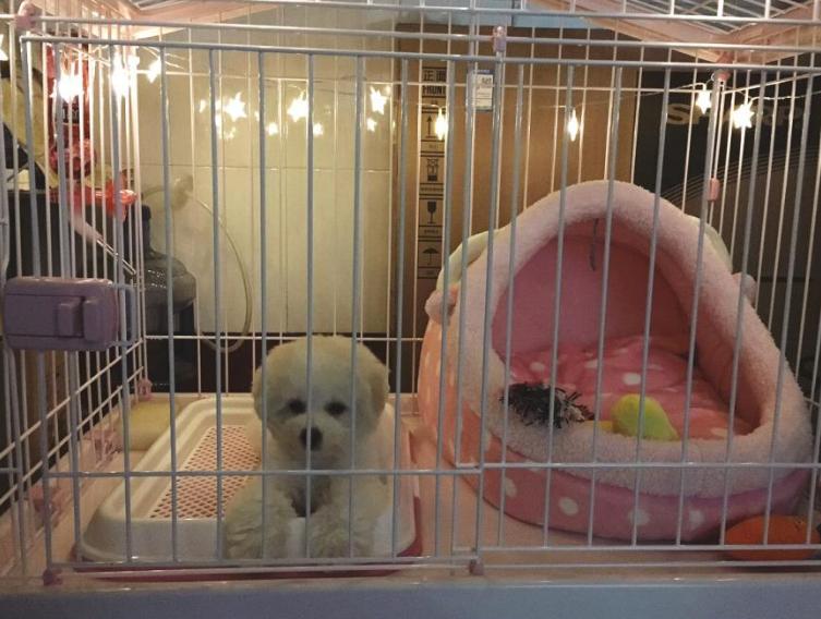 两个多月的比熊关围栏里养好吗,新手养比熊买公的好还是母的好