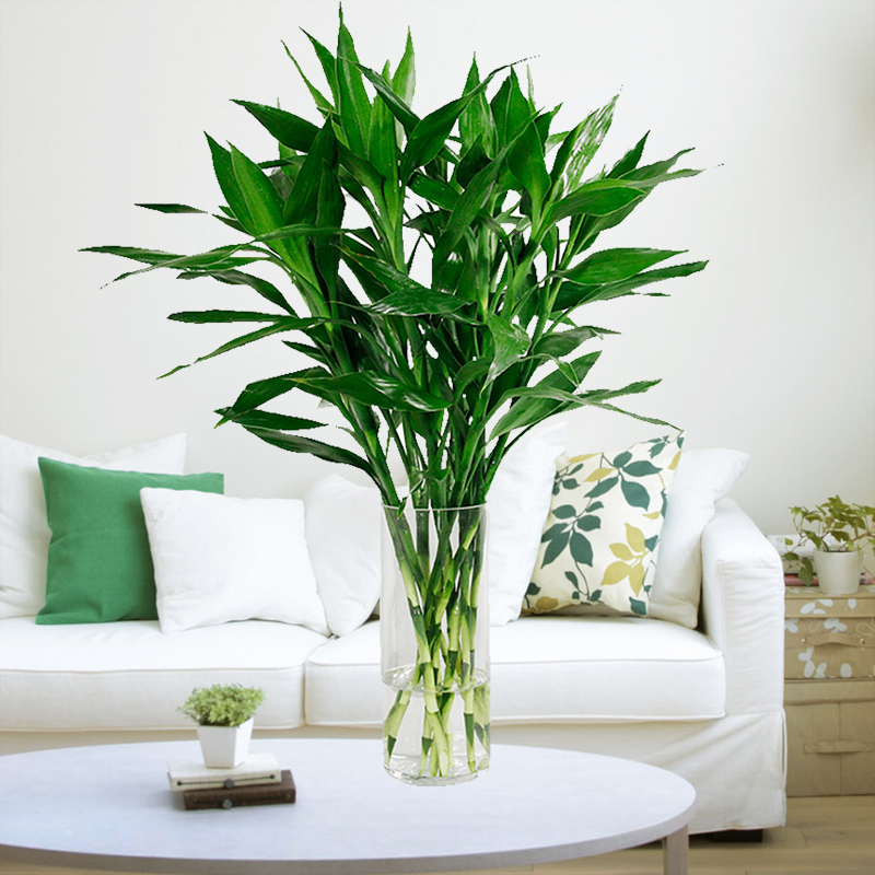 招财进宝马上来财正确摆放位置,招财和守财如何摆放