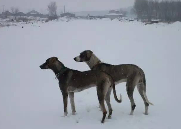 灵缇细狗雪地撵兔视频,意大利小灵缇犬撵兔视频