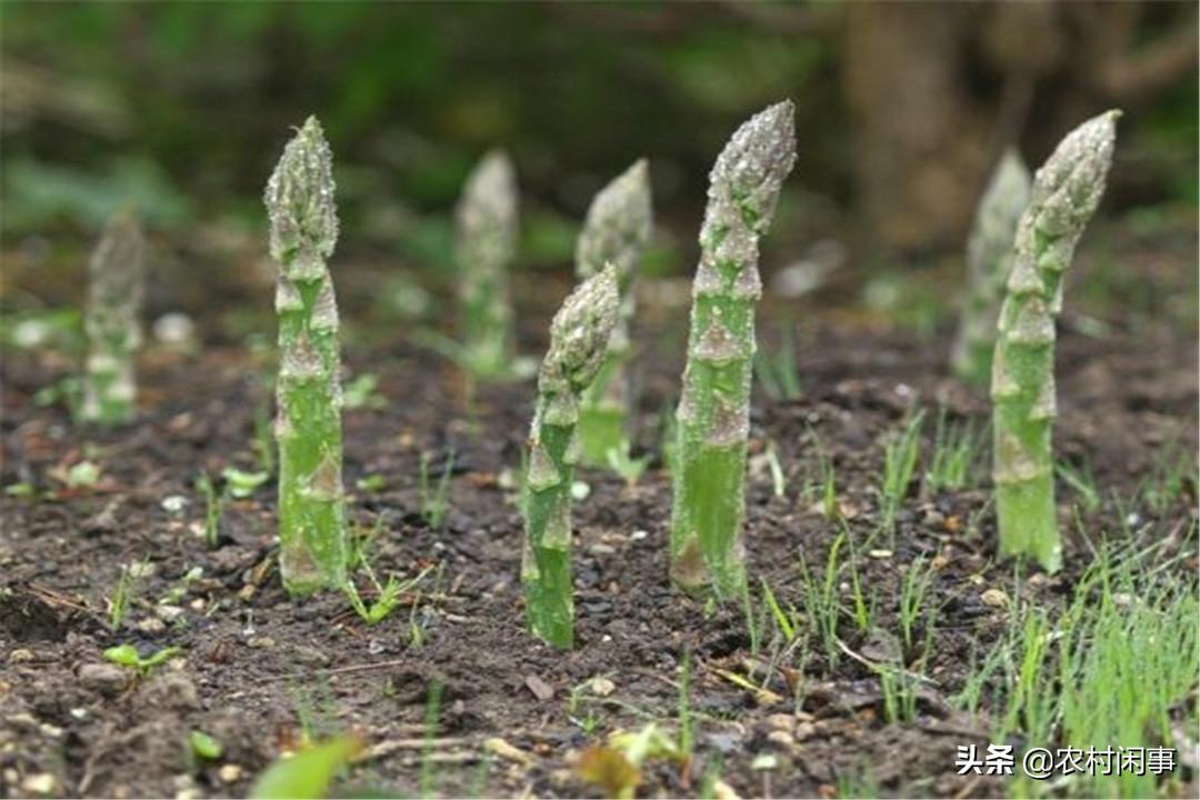 大棚芦笋种植的真实收益,种植芦笋买种子好还是买苗子好呢