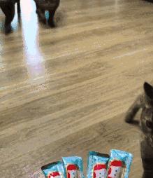 最能长胖的猫咪竟然不是橘猫,最容易变胖的猫