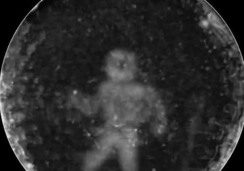 海豚为什么会亲吻人类,海豚向人类示好