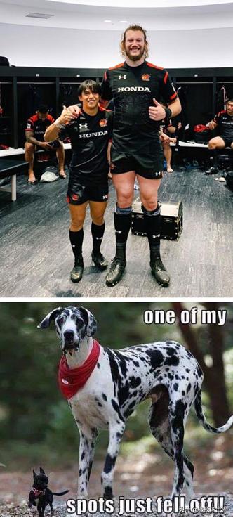 铁打的营盘流水的兵,英式橄榄球十五人制最重要的位置