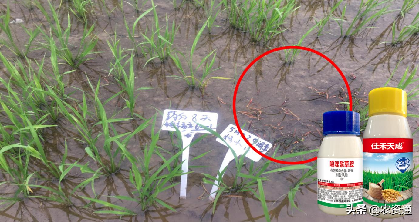 稻田除草技术,水稻田封闭除草的最新方法