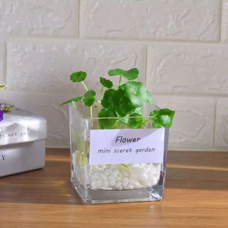 冬天屋内适合什么绿植加湿,冬天室内干燥怎么加湿植物