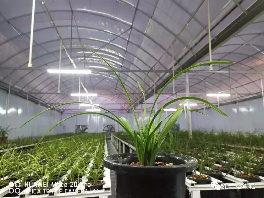 如何区分兰花新芽和花芽,兰花辨别选草经验谈