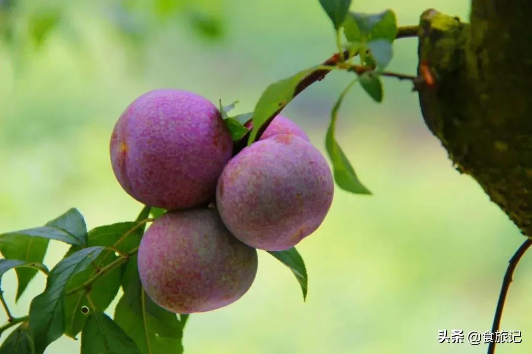 正宗的三华李水果,摘三华李酸甜脆口特解馋