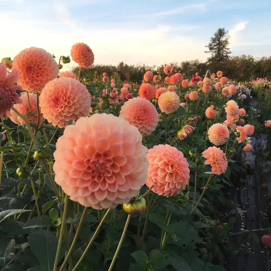 写给未来的你们,写给未来的你文案