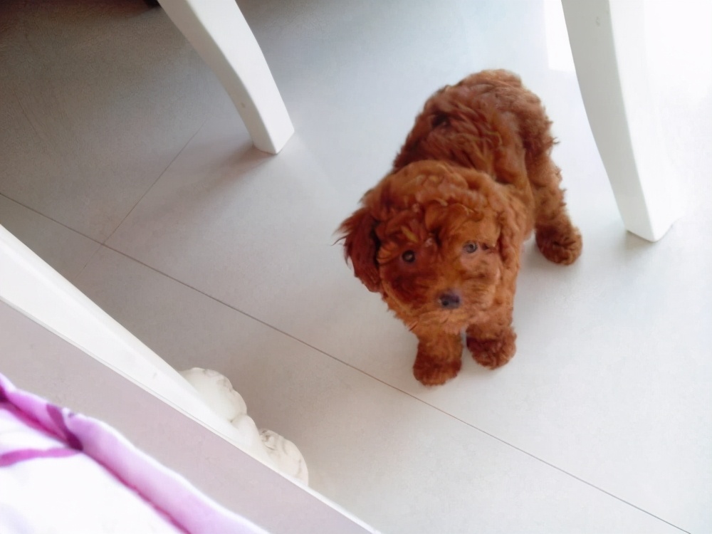 泰迪怀孕有什么特征和反应,泰迪怀孕前期什么表现