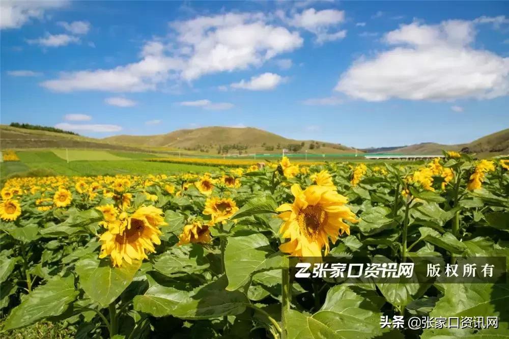 张家口草原天路美景如画,张家口一路风景