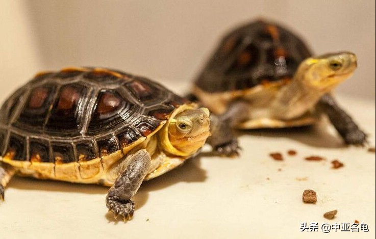 那些年那些被炒作过的乌龟,那些年炒作过的东西