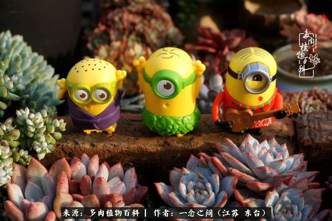 对多肉植物的爱心寄语,赏兰花感言