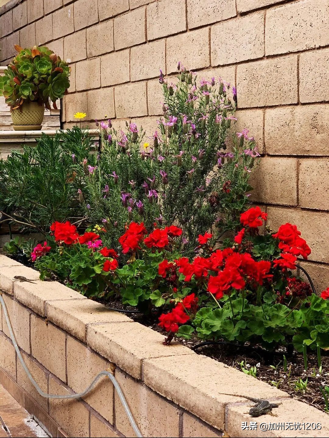 美国确诊超481万,美国确诊病例超115万例