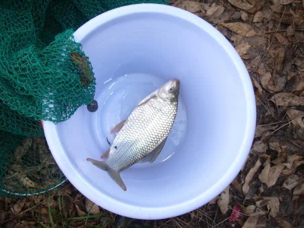 广东钓土鲮鱼用多大的子线和钩子,南宁用什么饵料钓土鲮