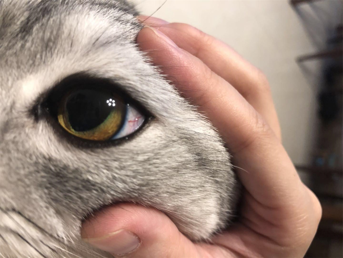 猫咪双眼皮手术真的有用吗,猫咪眼睑内翻的症状与治疗方法图