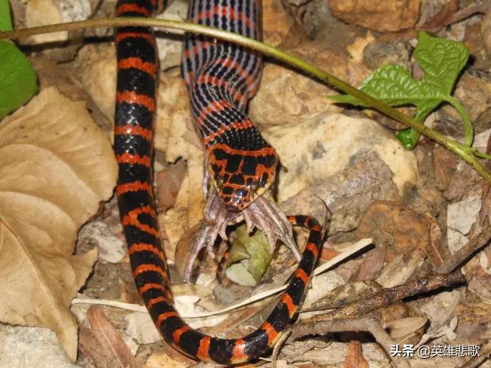 为什么金环蛇没有银环蛇毒性大,金环蛇银环蛇哪种蛇毒性强