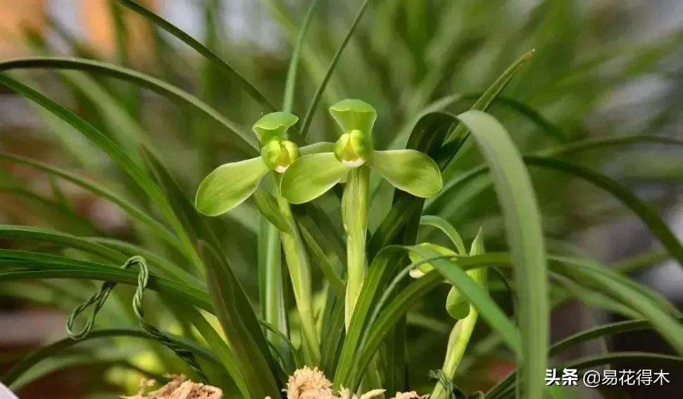 春兰春剑送春莲瓣兰蕙兰怎么分别,蕙兰春兰春剑莲瓣兰对光照的要求