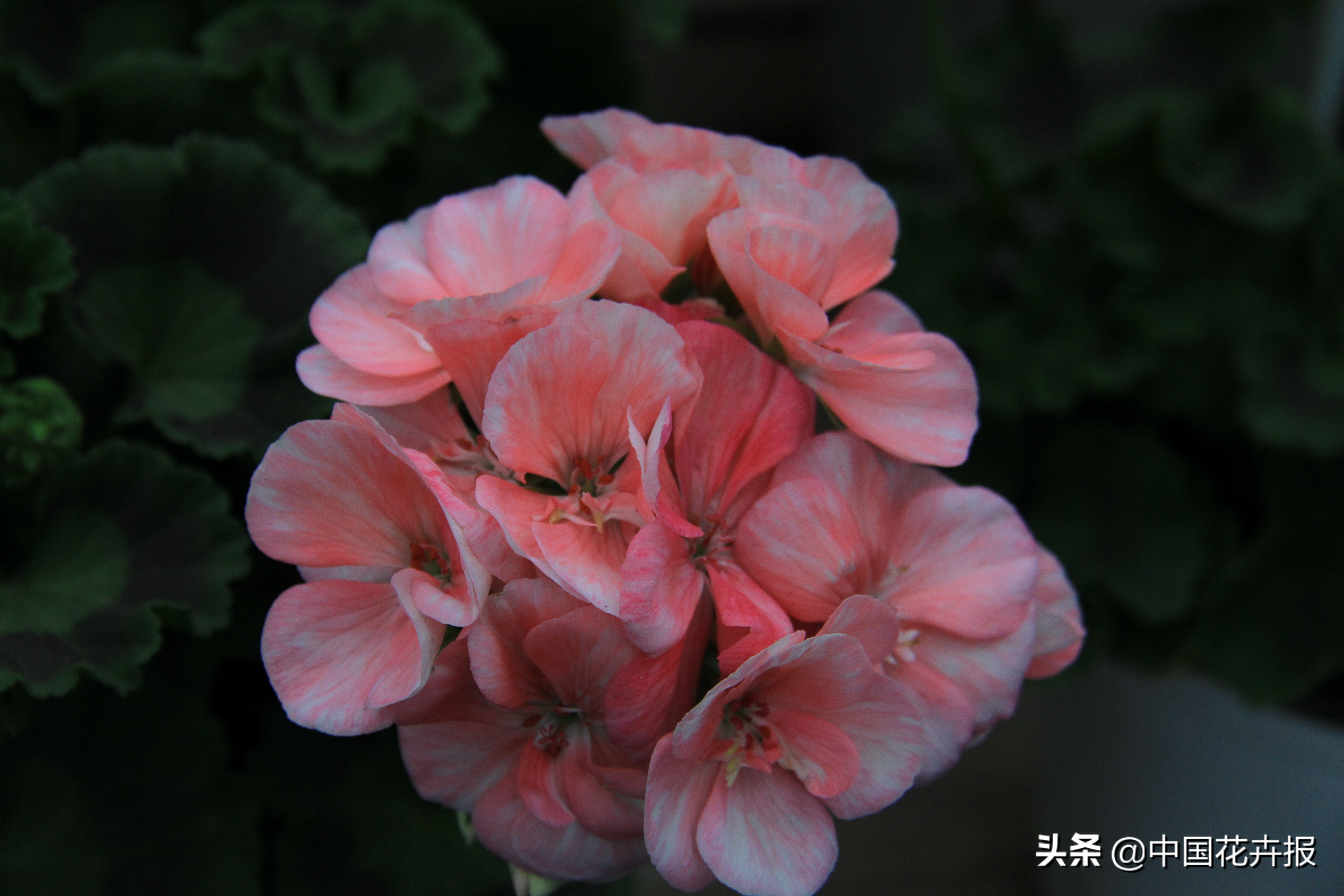 花园必备植物大全,花园常用植物科普