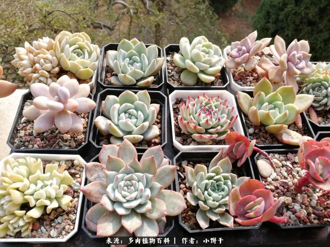 无肉不欢的肉瘾少女，日日沉迷于美色无法自拔！