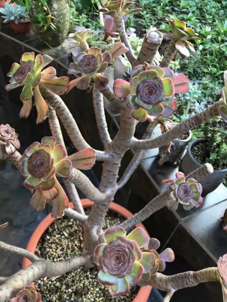 多肉植物法师黑腐了怎么“救”？这2招了解一下吧