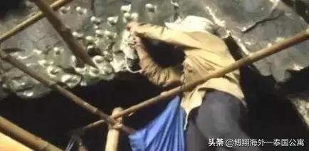 泰国燕窝和马来西亚哪个好,泰国燕窝马来燕窝外表差别