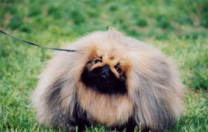 各品种犬最常见的遗传缺陷，在养待养的都看一下