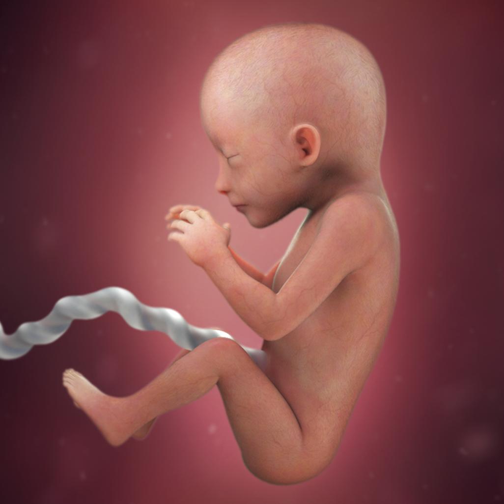 怀孕40周胎宝宝每周长什么样,怀孕40周胎停什么原因