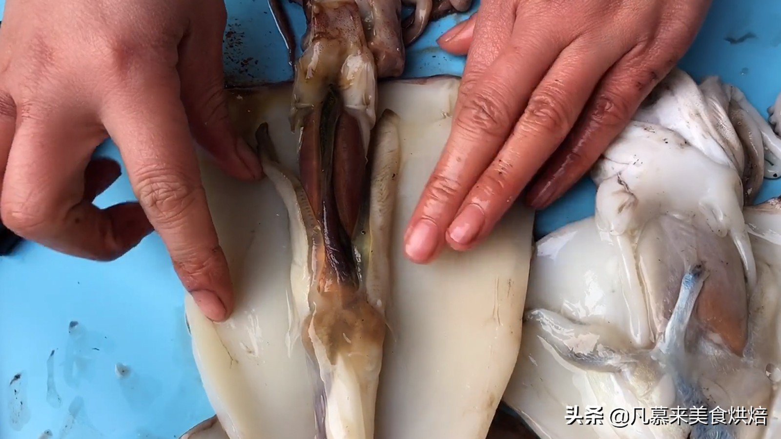 海兔八爪鱼墨鱼鱿鱼的区别,鱿鱼海兔八爪鱼三者之间区别