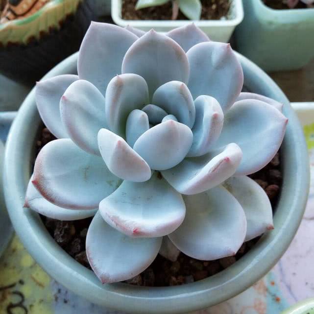 皇马大战恒大,巅峰恒大对战皇马