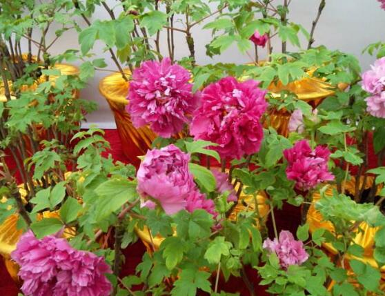 牡丹花烂根怎么补救,牡丹花烂根怎么解决