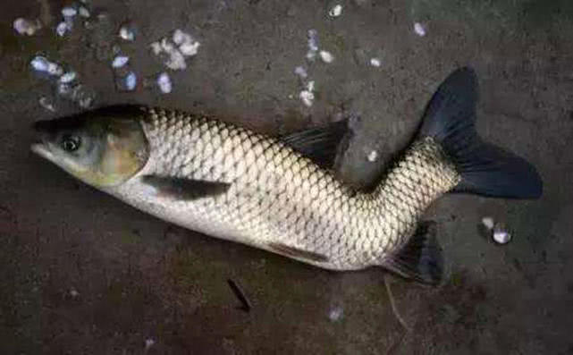 鱼身体有柴油味怎么去除,野生鱼有柴油味怎么处理