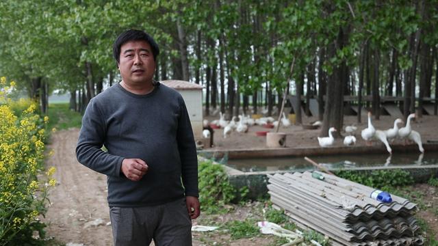 养鹅养殖户盲目跟风,想养鹅怎么办