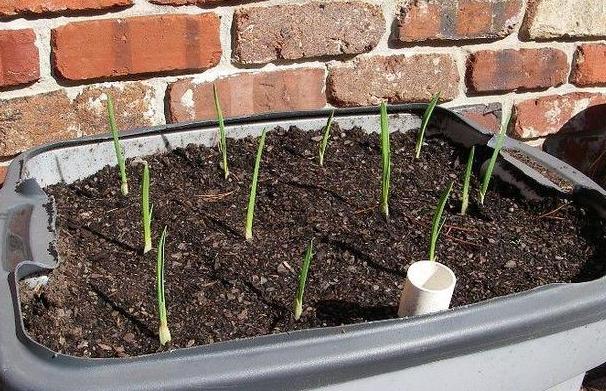 生姜盆栽非常简单也非常容易活,冬季家庭生姜盆栽种植方法